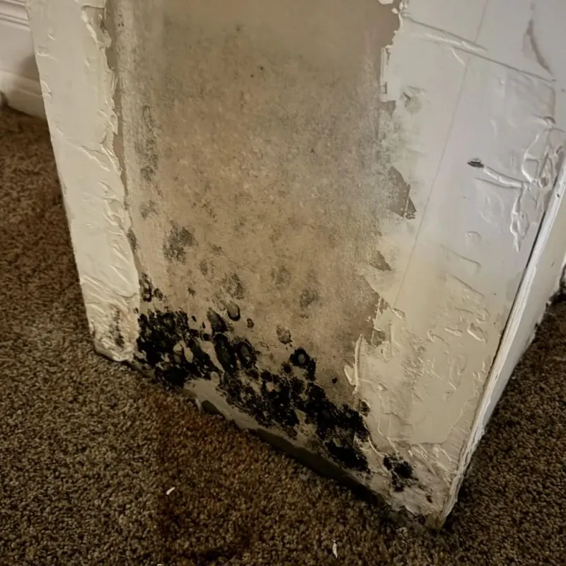 Professional Mold Removal in Pea Ridge, AR